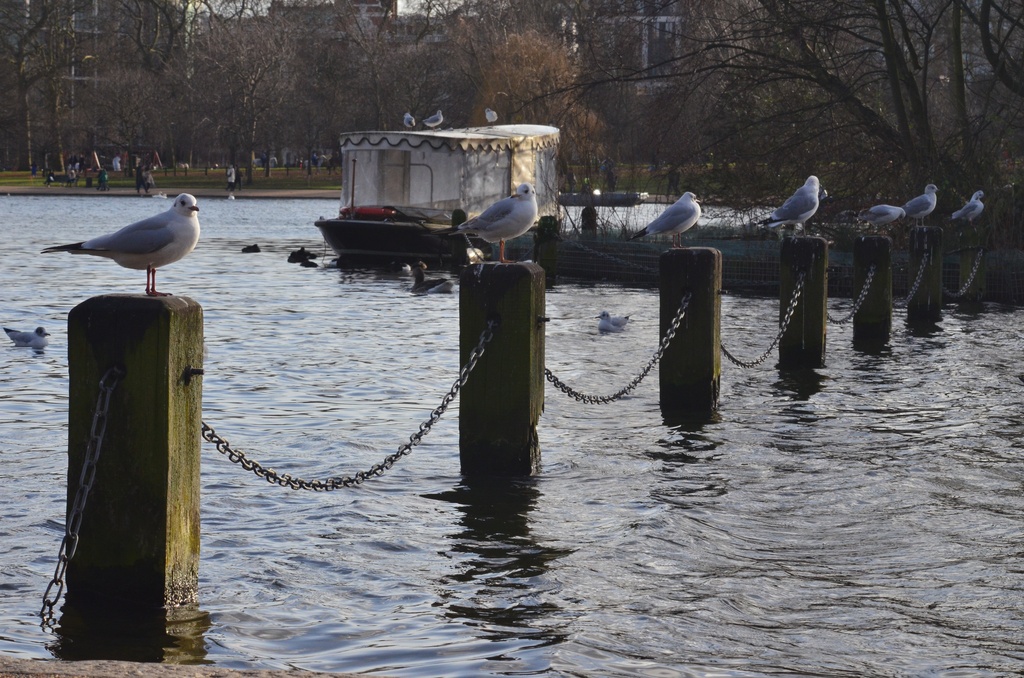 London/Hyde Park/DSC_0042.JPG